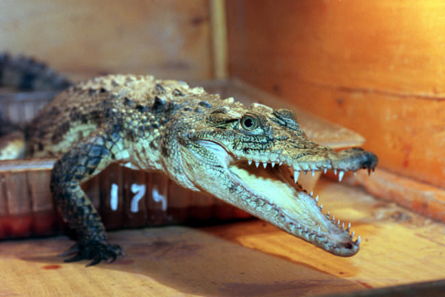 Что такое Крокодил